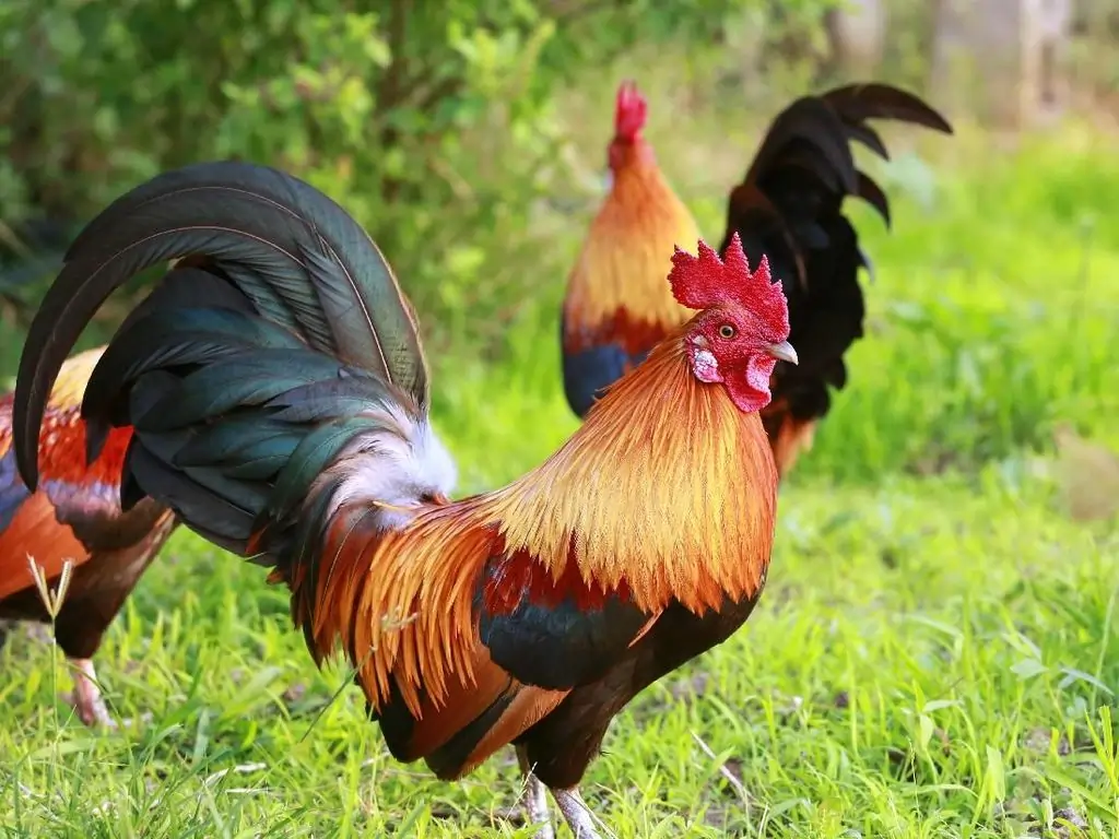 Raja Jago Farm